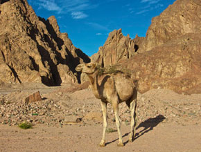 Rock Climbing in the Sinai